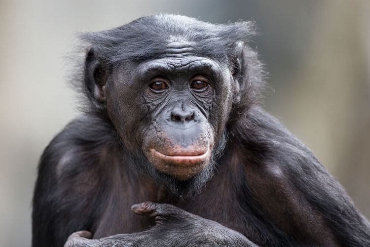Bonobo - Stay the Same