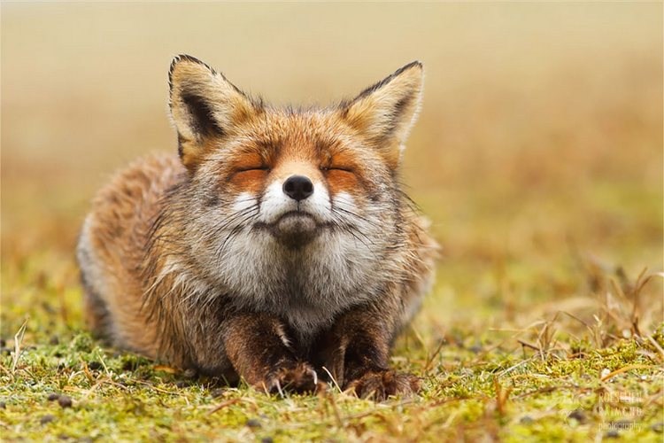 Foxes - Amazing
