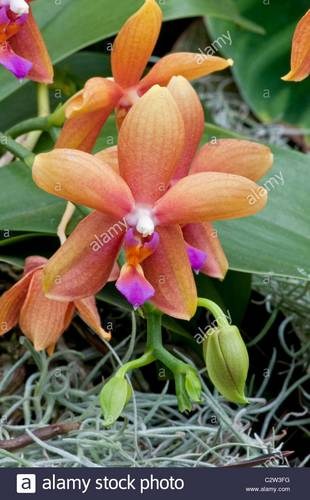 Orchid Ablaze