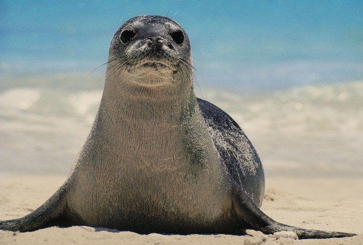 Seal - Best of Me