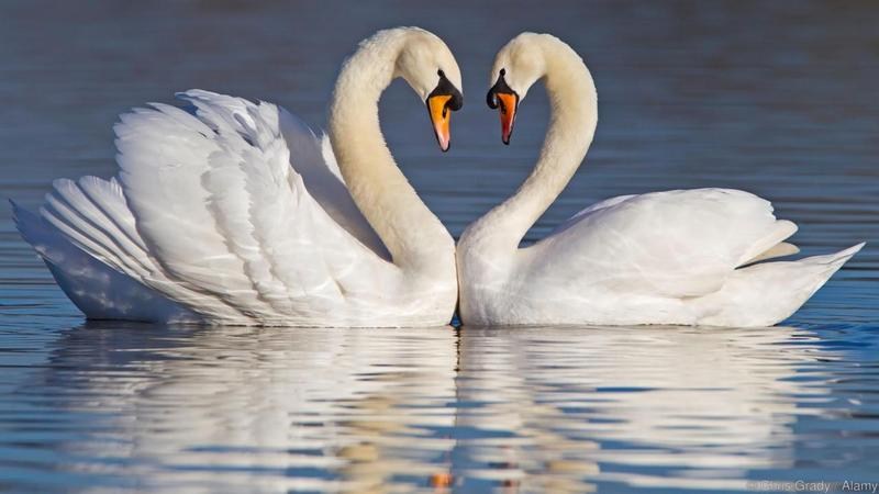 Swans - Trust Me