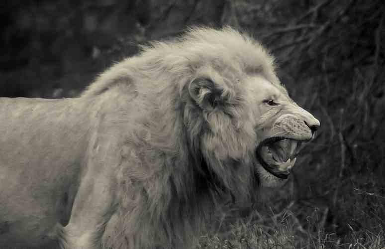 White Lion - Wait