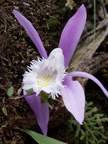 Wild Orchid - Supernatural